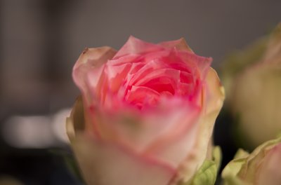 IMGP8201.JPG