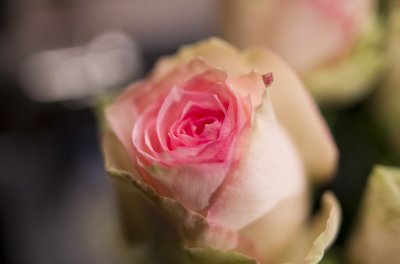 IMGP8203.JPG