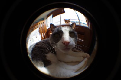 fish eye