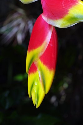 IMGP7981.JPG