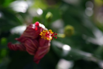 IMGP7991.JPG