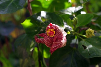 IMGP7992.JPG