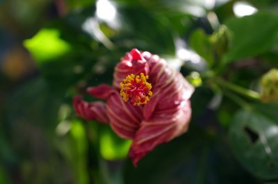 IMGP7993.JPG