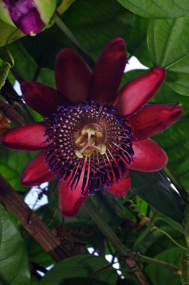 IMGP8038.JPG