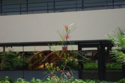 IMGP4386.JPG