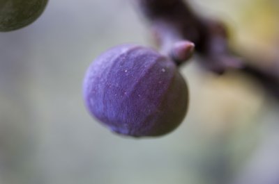 IMGP8017.JPG
