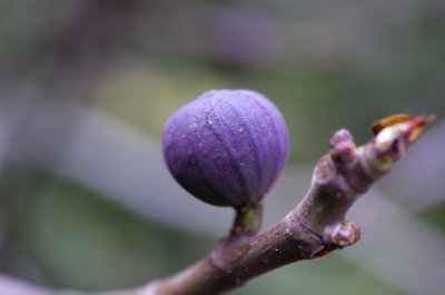 IMGP8018.JPG