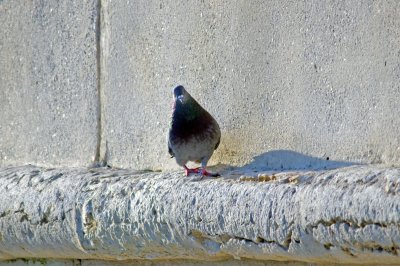 IMGP2826.JPG