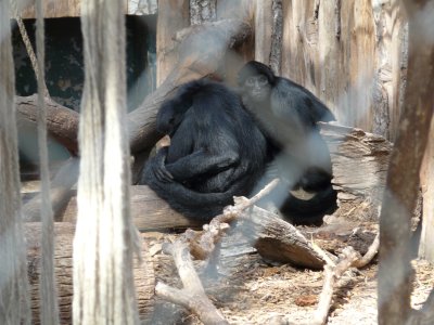 Zoo de St Jean Cap Ferrat