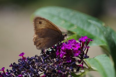 IMGP6250.JPG