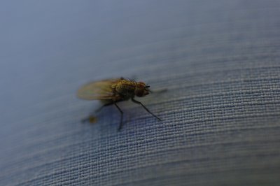 IMGP6550.JPG