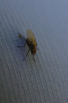 IMGP6553.JPG