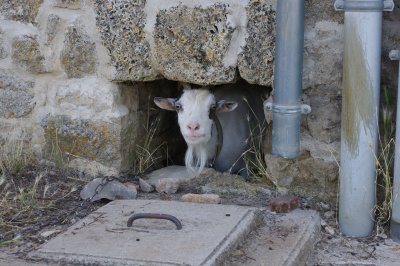 animaux et insectes