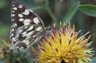 105mm macro