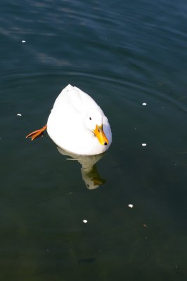 IMGP8808.JPG