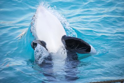 Marineland Avril 2017