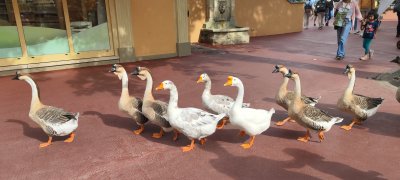 Jour 5 - Europa Park 1
