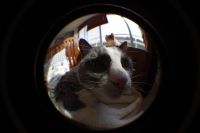 fish eye