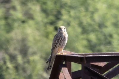 IMGP3763-denoise-denoise.jpg