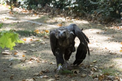 Jour 4 - Barcelone - Zoo