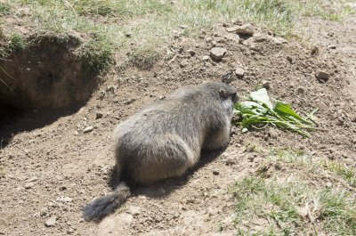 Marmottes Allos
