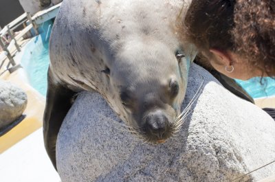 Marineland 22 juin 2016