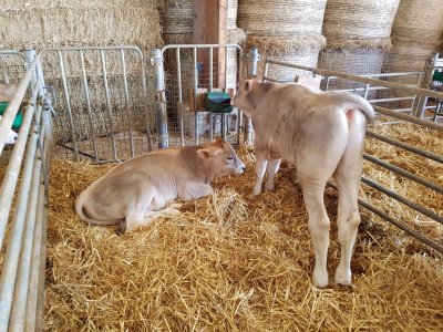 Jour 6 - Ferme et retour