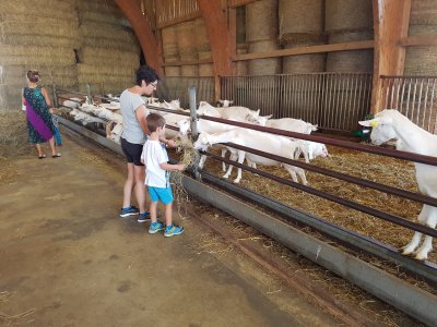 Jour 6 - Ferme et retour